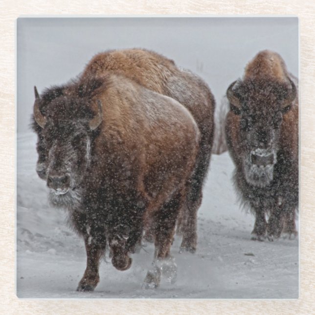 Yellowstone Bison Glass Coaster (Front)