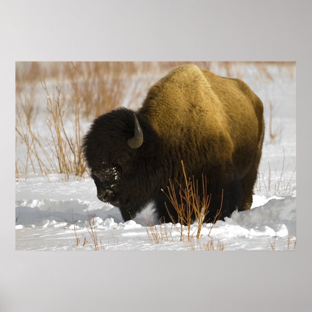 Yellowstone Bison in the Lamar Valley Poster (Front)