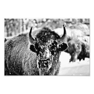 Yellowstone Bison in Winter Photo Print