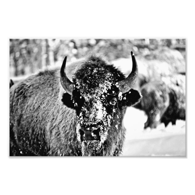 Yellowstone Bison in Winter Photo Print (Front)