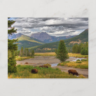 Yellowstone Bison Postcard