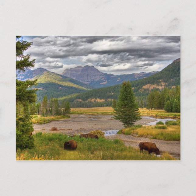 Yellowstone Bison Postcard (Front)