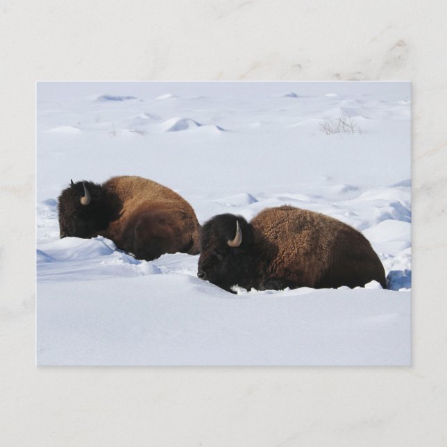 Yellowstone Bison Postcard (Front)