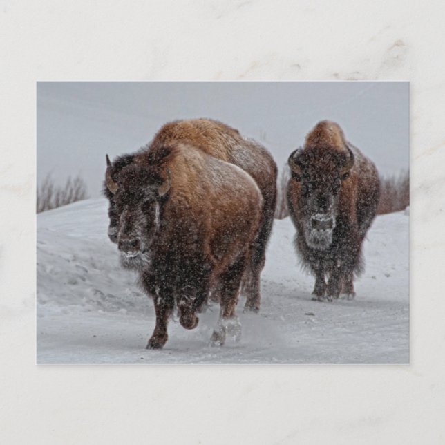 Yellowstone Bison Postcard (Front)