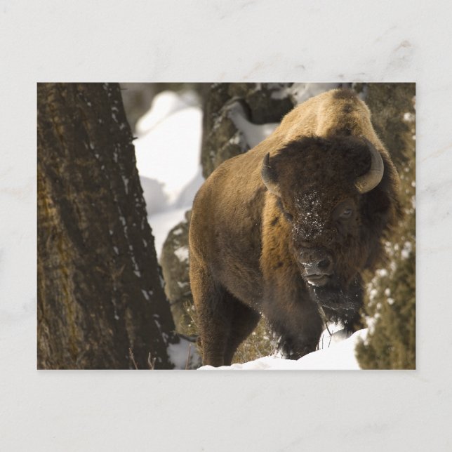 Yellowstone Bison Postcard (Front)