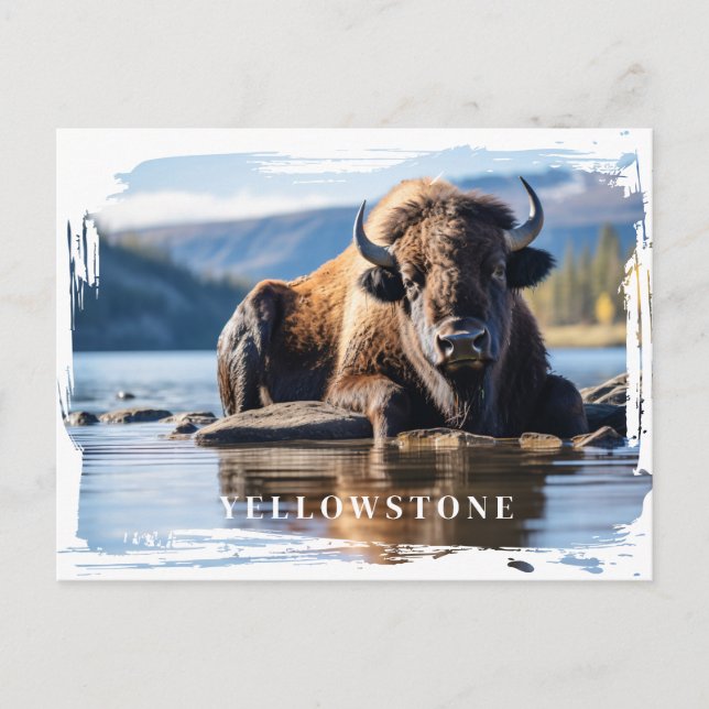 Yellowstone Bison Postcard (Front)