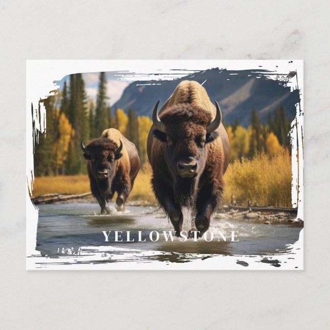 Yellowstone Bison Postcard (Front)