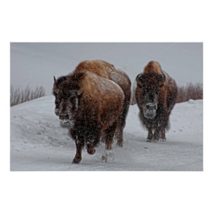 Yellowstone Bison Poster