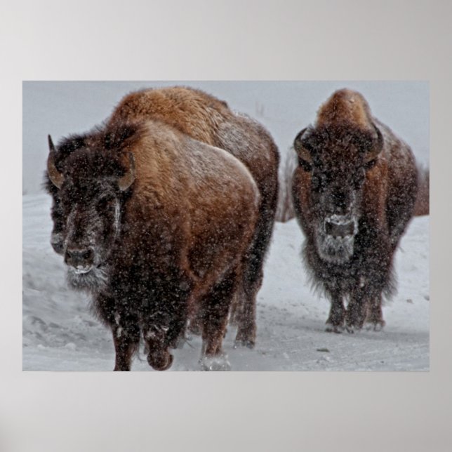 Yellowstone Bison Poster (Front)