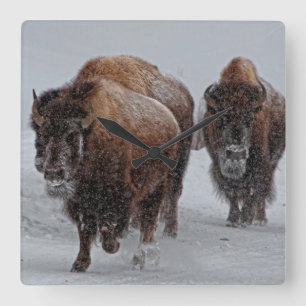 Yellowstone Bison Square Wall Clock