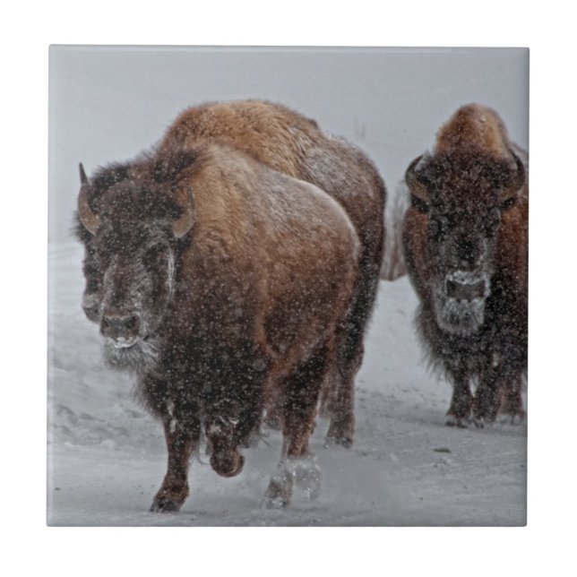Yellowstone Bison Tile (Front)