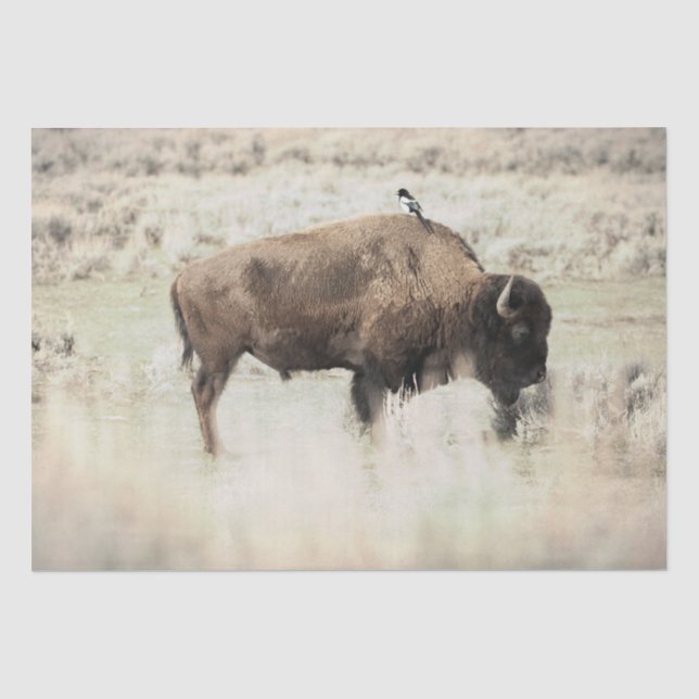 Yellowstone Bison with Bird Tissue Paper (Front)
