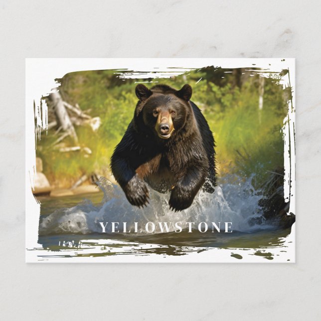Yellowstone Black Bear Postcard (Front)
