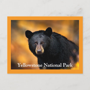 Yellowstone Black Bear Postcard