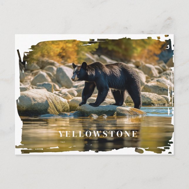 Yellowstone Black Bear Postcard (Front)