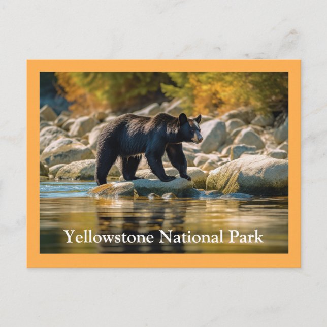 Yellowstone Black Bear Postcard (Front)