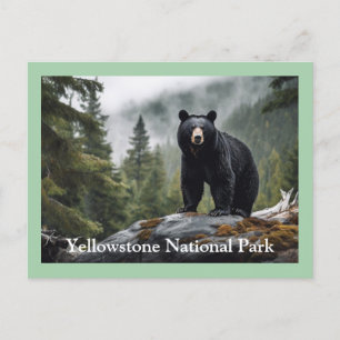 Yellowstone Black Bear Postcard