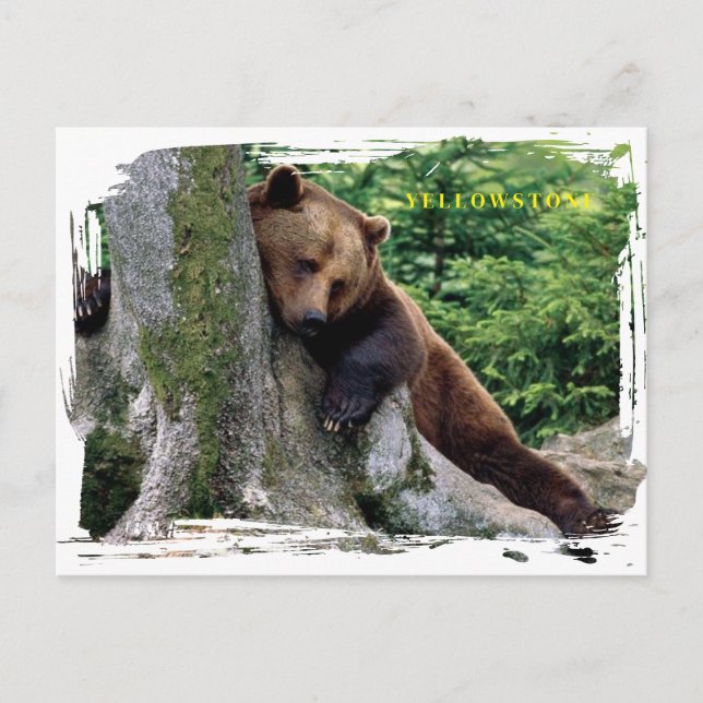 Yellowstone Brown Bear Postcard (Front)