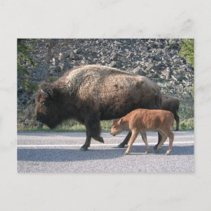 Yellowstone Buffalo Postcard
