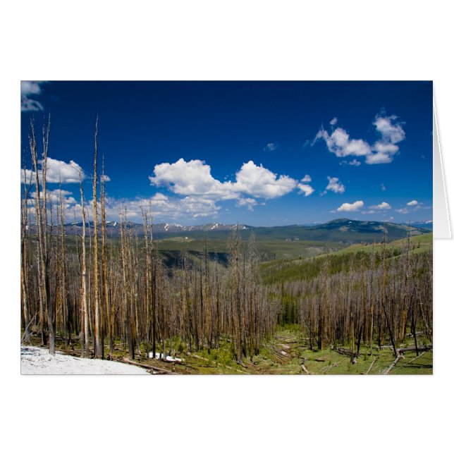 Yellowstone Burned Forest (Front Horizontal)