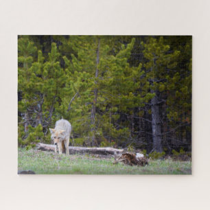 Yellowstone - Curious Coyote - 16x20 - 520 pcs. Jigsaw Puzzle