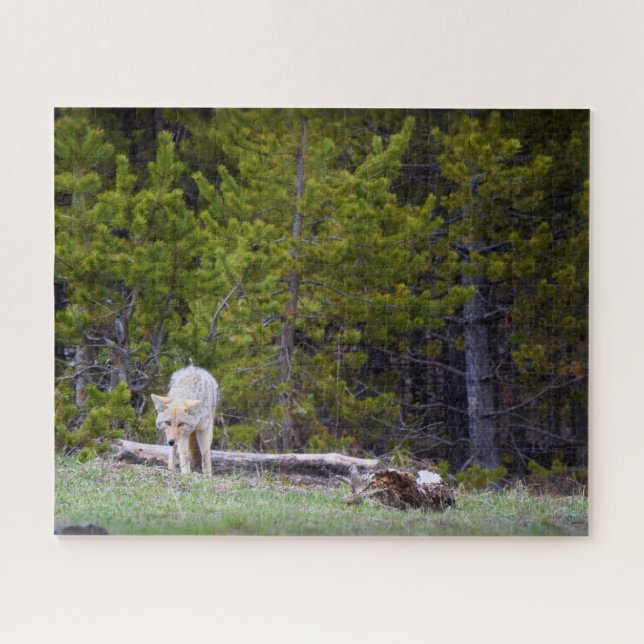 Yellowstone - Curious Coyote - 16x20 - 520 pcs. Jigsaw Puzzle (Horizontal)