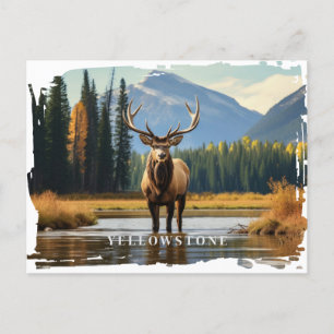 Yellowstone Elk Postcard