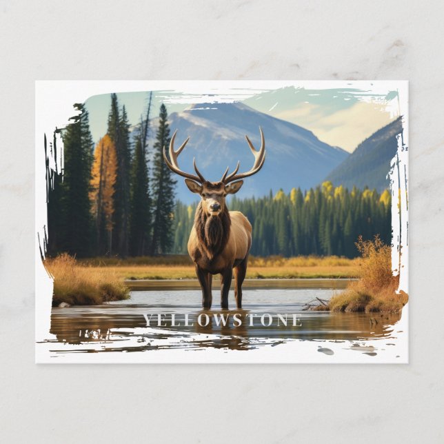 Yellowstone Elk Postcard (Front)