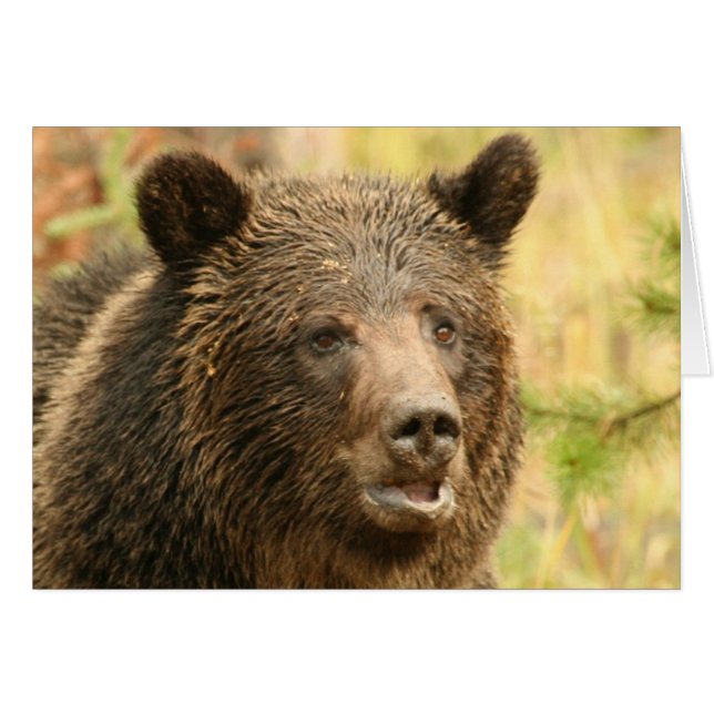 Yellowstone grizzley  (Front Horizontal)