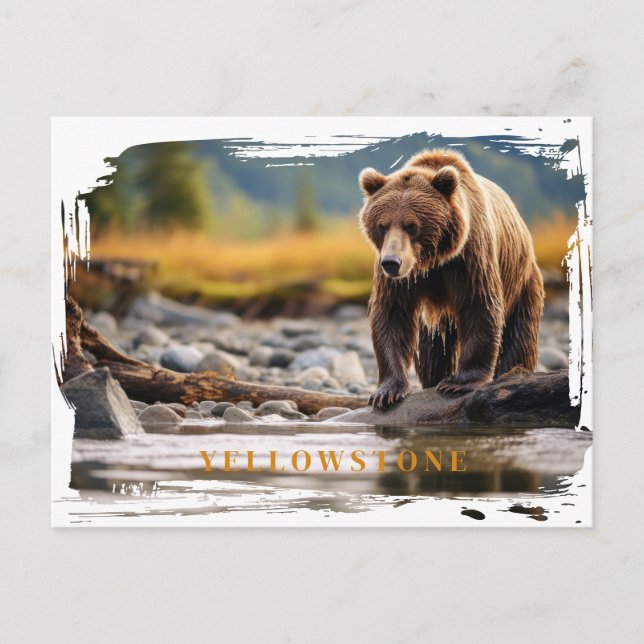 Yellowstone Grizzly Bear Postcard (Front)