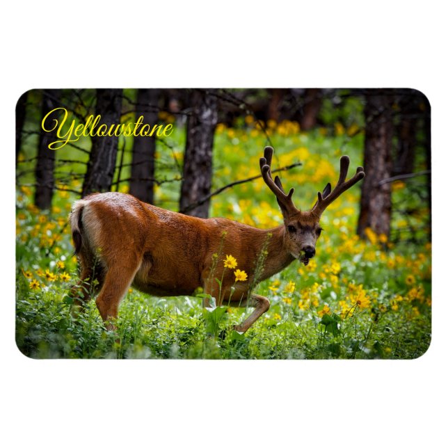 Yellowstone Magnet-Deer Magnet (Horizontal)