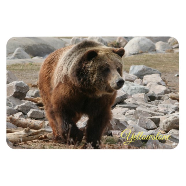 Yellowstone Magnet-Grizzly Bear Magnet (Horizontal)