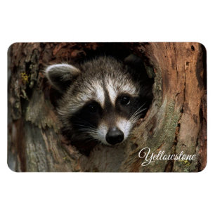 Yellowstone Magnet-Racoon Magnet