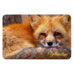 Yellowstone Magnet-Red Fox Magnet