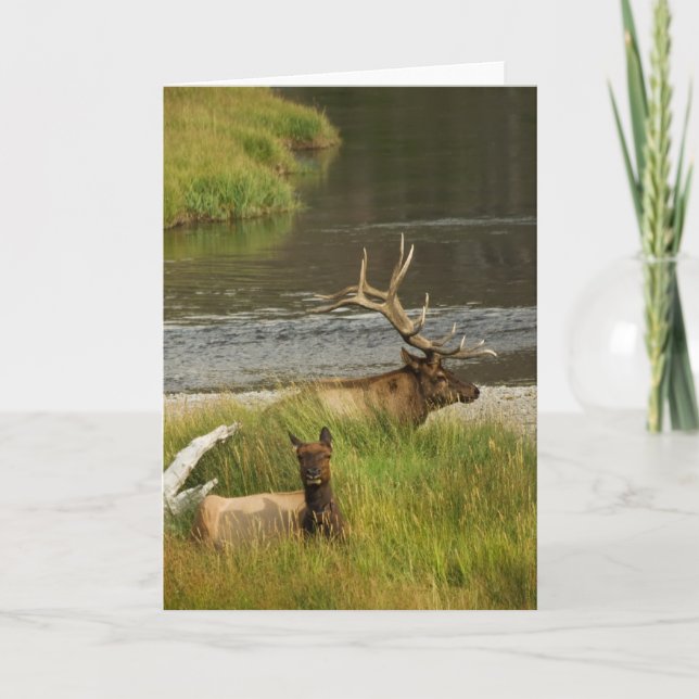 Yellowstone Mates Card (Front)