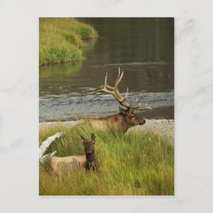 Yellowstone Mates Postcard
