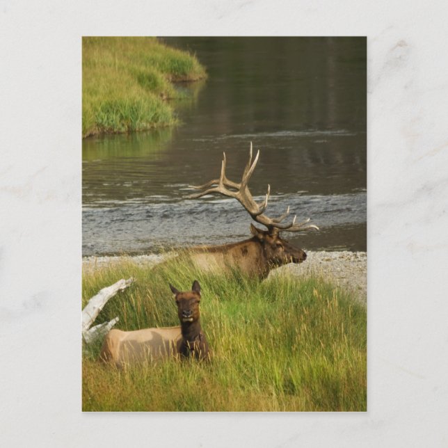 Yellowstone Mates Postcard (Front)