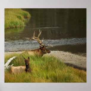 Yellowstone Mates Print
