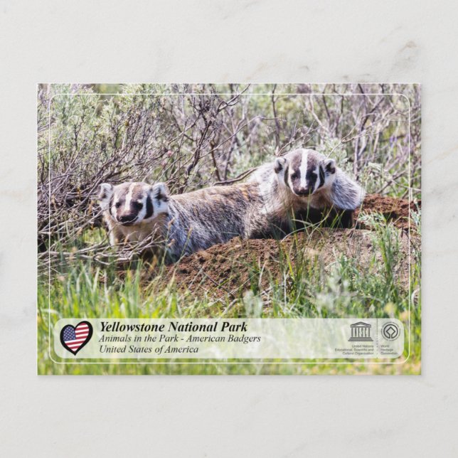 Yellowstone National Park - American Badger Postcard (Front)