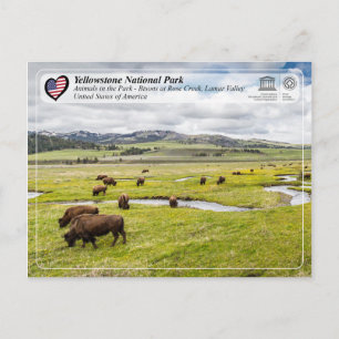 Yellowstone National Park - American Bison Postcard