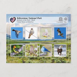 Yellowstone National Park - Birds Postcard