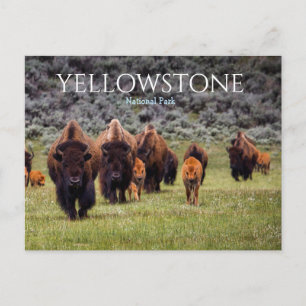 Yellowstone National Park Bison Buffalo Postcard