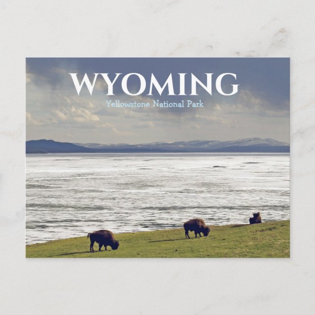 Yellowstone National Park Bison Buffalo Travel Postcard (Front)