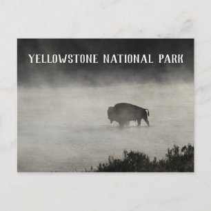 Yellowstone National Park, Bison in Lake, Wyoming Postcard