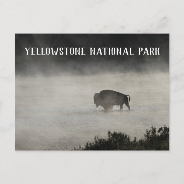 Yellowstone National Park, Bison in Lake, Wyoming Postcard (Front)