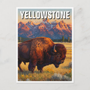 Yellowstone National Park bison Postcard