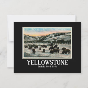 Yellowstone National Park, Buffalo Herd 1930s Postcard