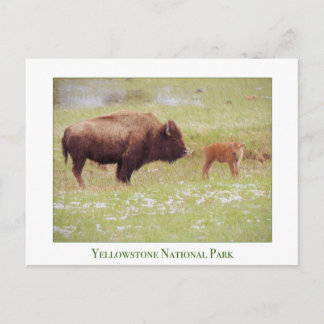 Yellowstone National Park card with bison & calf