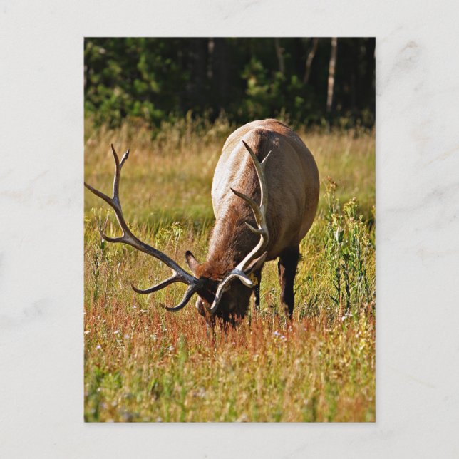 yellowstone national park, elk postcard (Front)