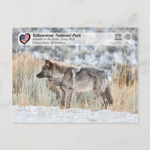 Yellowstone National Park - Grey Wolf Postcard